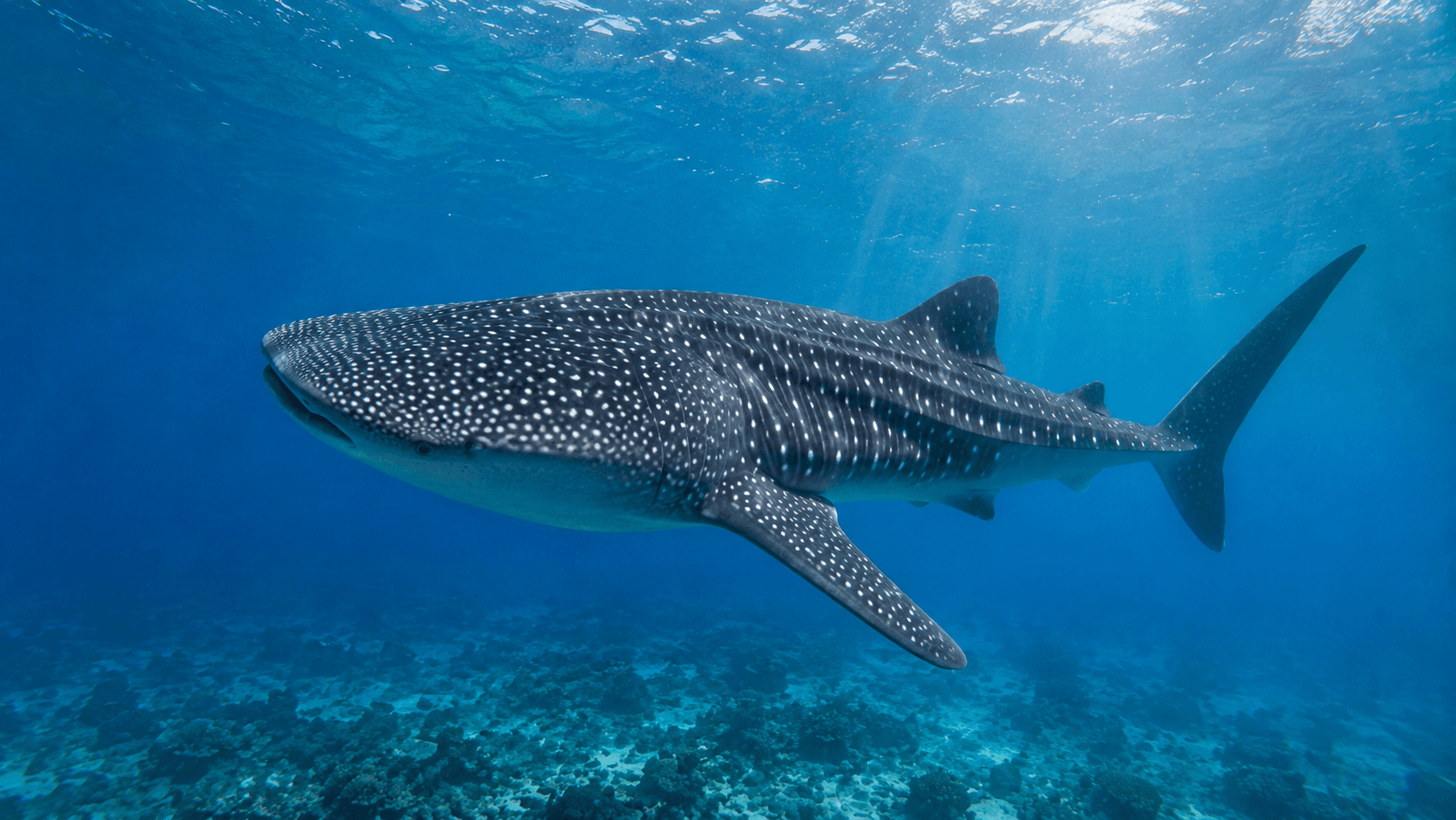 Tiburón ballena nadando en aguas cristalinas de Palawan, Filipinas