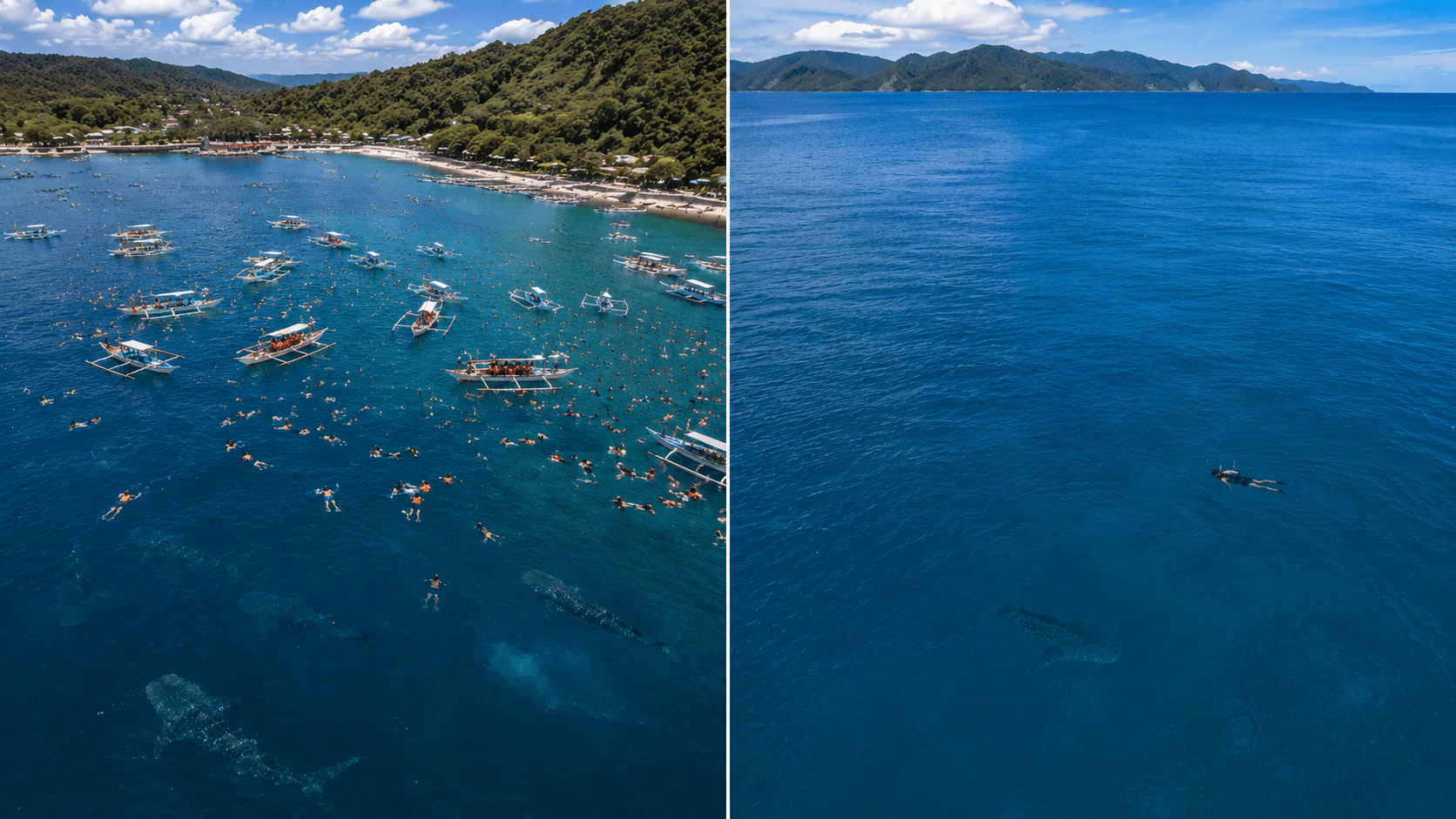 Comparativa Oslob masificado vs tiburón ballena en libertad en Palawan, Filipinas