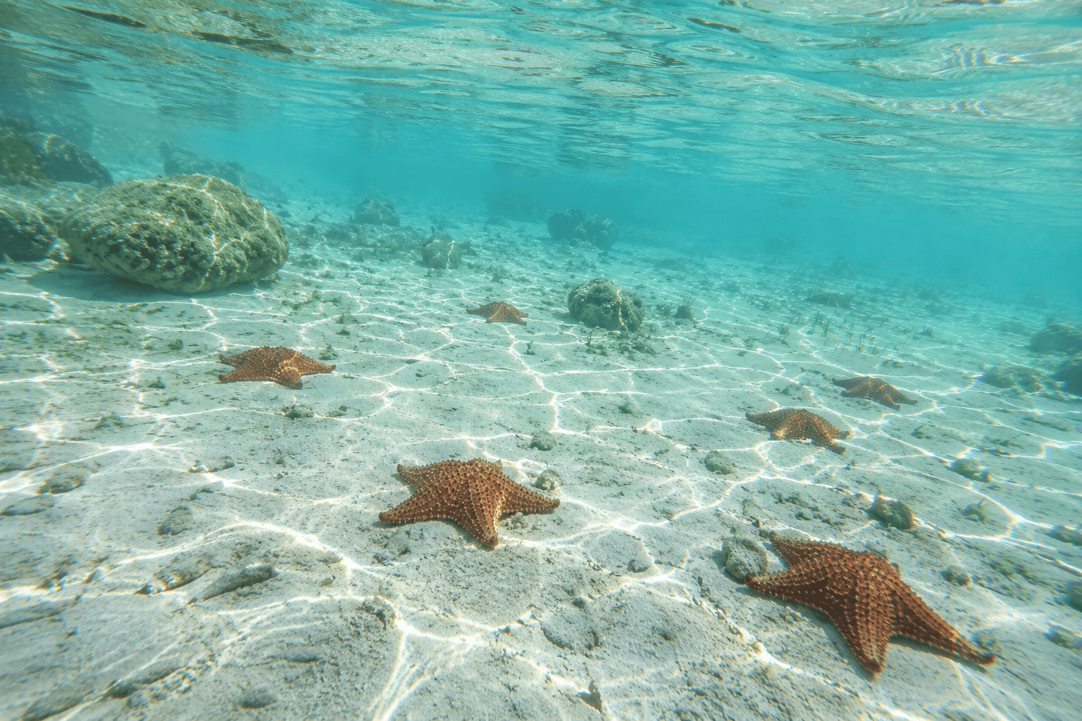 Estrellas de mar en la piscina natural de Isla Saona, aguas poco profundas